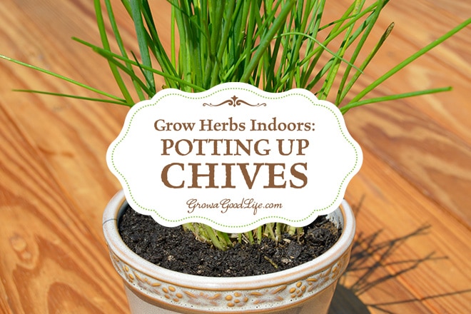 Grow Herbs Indoors: Potting Up Chives