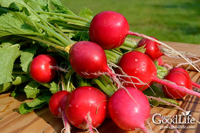 freshly harvested red radishes