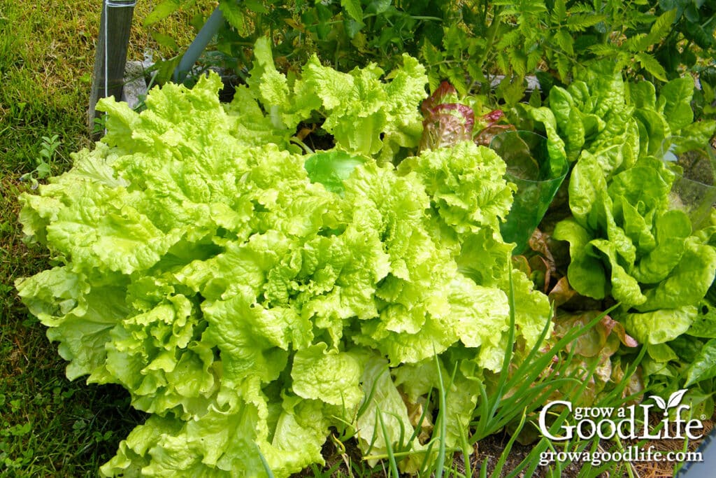 Lettuce growing under tomato plants.