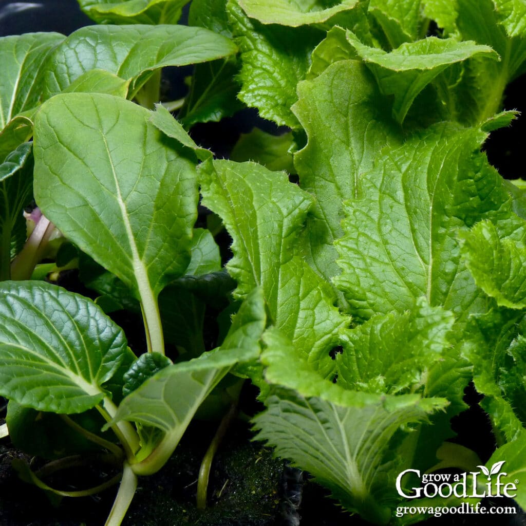 Asian greens ready to transplant to the garden.