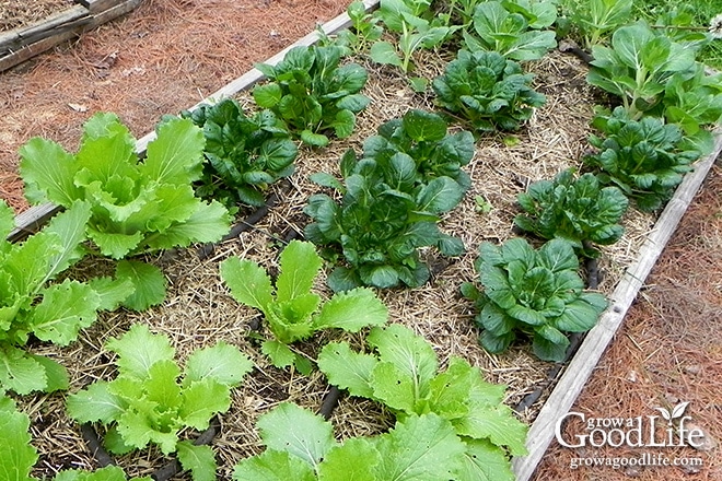 Tatsoi, Pak Choi and other Asian greens are ready to harvest in as little as 45 days.