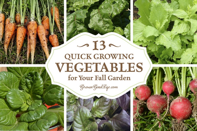 Growing fall vegetables in colder climates can be a gamble, but these crops mature quickly so you can grow more food in your fall garden.