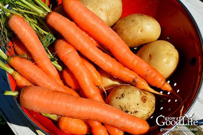 Celebrating the harvest and encouraging everyone to grow their own food! Sharing garden harvest photos for the week of September 21, 2015. Celebrating the harvest and encouraging everyone to grow their own food! Sharing garden harvest photos for the week of September 21, 2015.