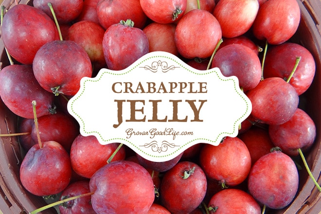 Homemade Crabapple Jelly with No Added Pectin