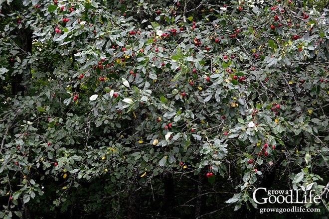 crabapple tree with ripe fruit ready to pick