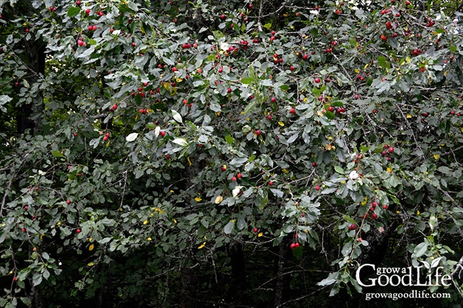 Transformera den syrliga smaken av crabapples till en läcker hemlagad crabapple gelé. Äpplen har tillräckligt med naturligt pektin så det behövs inget extra pektin för det här receptet på äppelgelé.