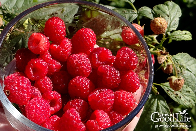 Celebrating the harvest and encouraging everyone to grow their own food! Sharing garden harvest photos for the week of September 21, 2015. Celebrating the harvest and encouraging everyone to grow their own food! Sharing garden harvest photos for the week of September 21, 2015.