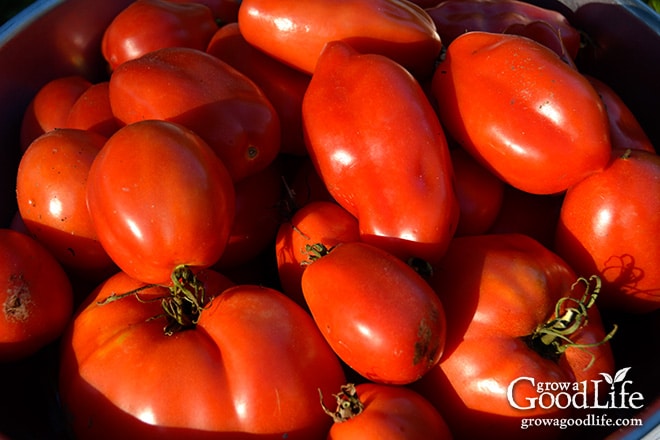 Celebrating the harvest and encouraging everyone to grow their own food! Sharing garden harvest photos for the week of September 21, 2015. Celebrating the harvest and encouraging everyone to grow their own food! Sharing garden harvest photos for the week of September 21, 2015.