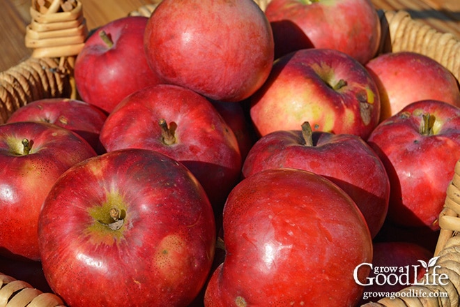 close up of red apples in a harvest basket