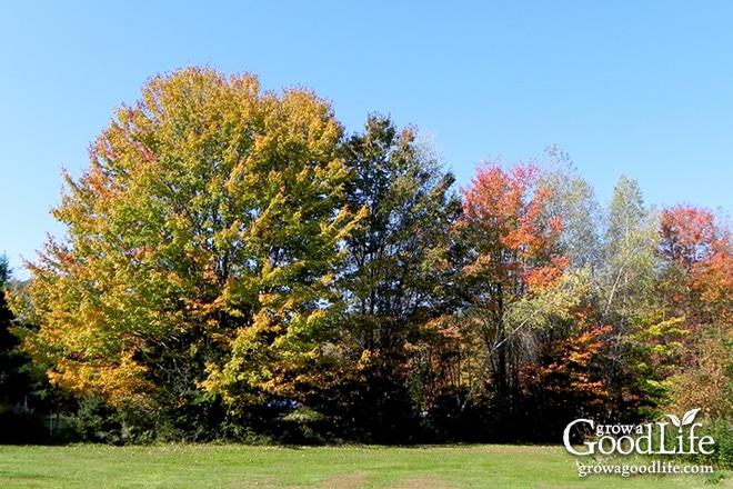 Taking the effort to clean up the vegetable garden beds in fall makes it very easy to begin growing the following spring. Tips to do before the snow flies.