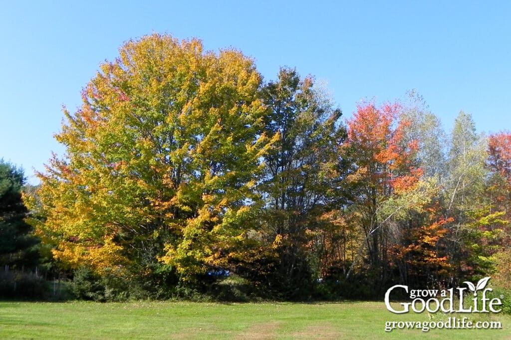 Colorful foliage along the edge of the yard.
