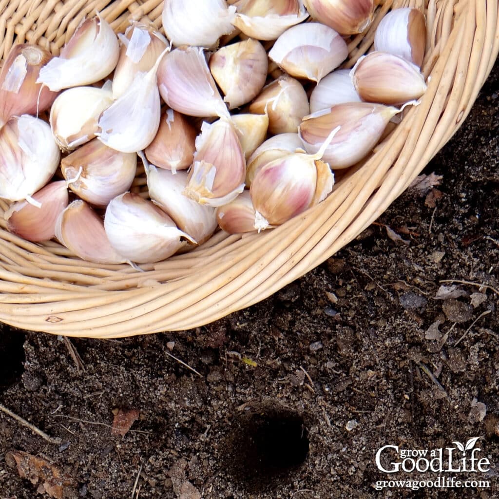 A basket of garlic cloves ready to plant in fall.