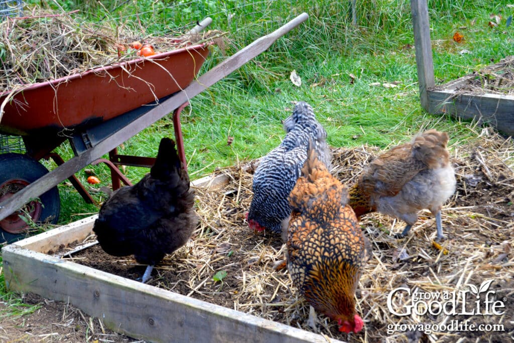 Cleaning up the garden in fall with a little help from the flock.