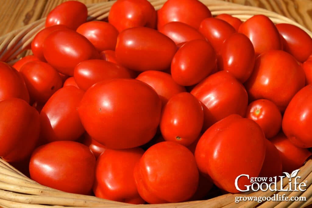 A basket filled with freshly harvested ripe red tomatoes ready to make seasoned tomato sauce for canning.