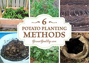 Potatoes are a major crop in the garden. They are easy to grow and store well over winter providing a nice addition to stews and roasts. Different growing methods work at different locations. Here are six different potato-planting methods for you to experiment with to grow your own food storage.
