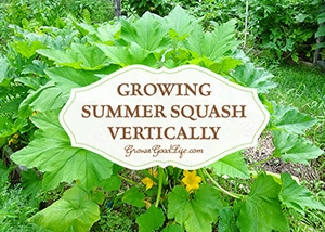 Using a trellis or tomato cage helps to keep summer squash from flopping into the walking paths. It also saves space, encourages air circulation, and allows the squash to be more visible reducing the chance of overgrowth. See how easy it is to grow summer squash vertically.