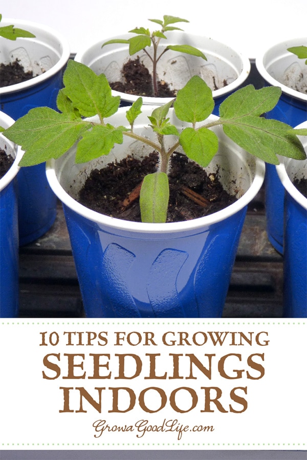 10 Steps to Starting Seedlings Indoors