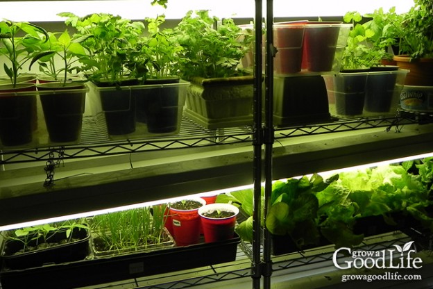 10 Steps to Starting Seedlings Indoors