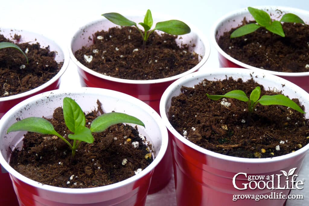 Close up of a healthy pepper seedlings growing under lights.