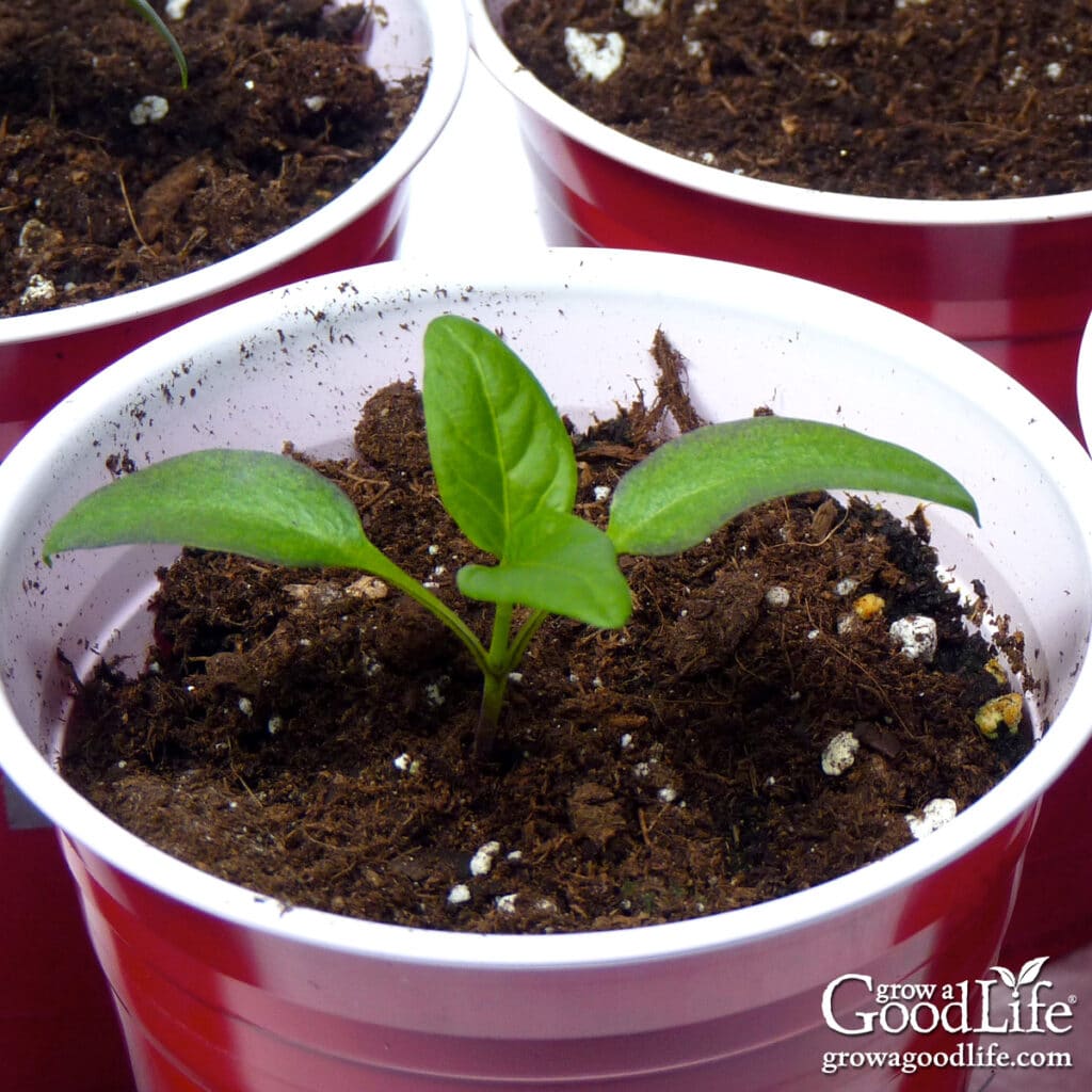Overhead view of healthy young pepper seedlings growing indoors under bright grow lights.