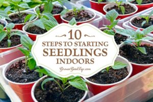 10 Steps to Starting Seedlings Indoors