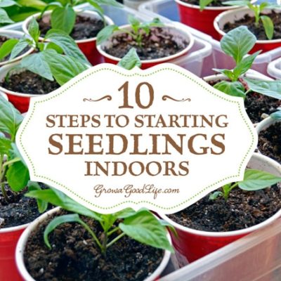 Growing your own seedlings from seed offers you more flexibly and control over your garden. You can choose your favorite varieties, grow the number of plants you need, and work within the planting dates that suit your growing area. Here are ten steps for starting seeds indoors.