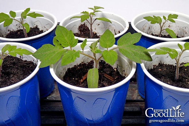 Tomato seedlings potted up in a blue party cup.