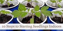 Ten Steps to Starting Seedlings Indoors