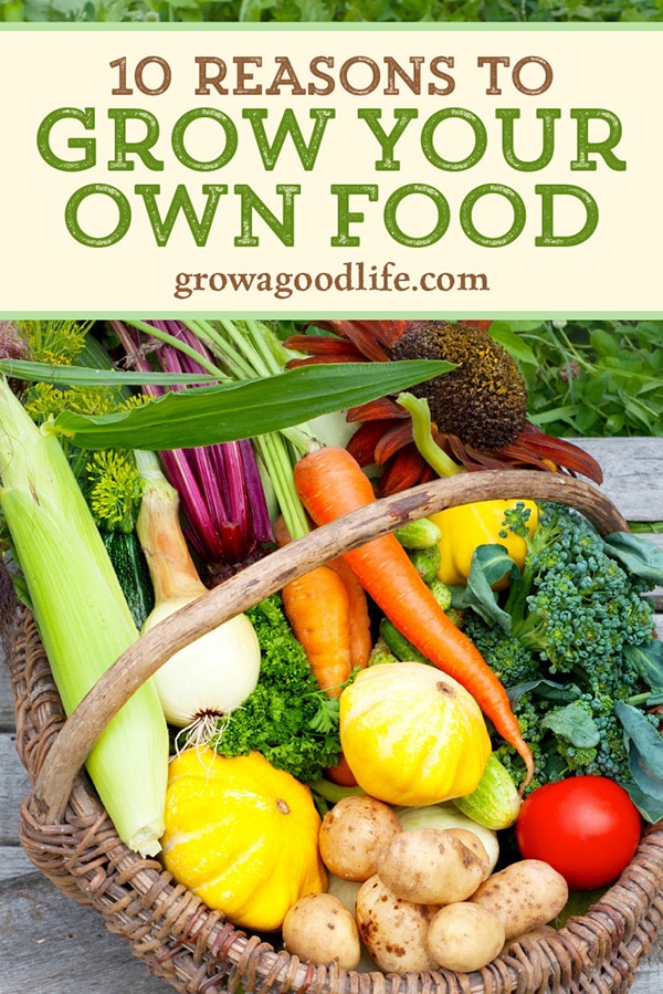 10 Reasons for Growing Your Own Food