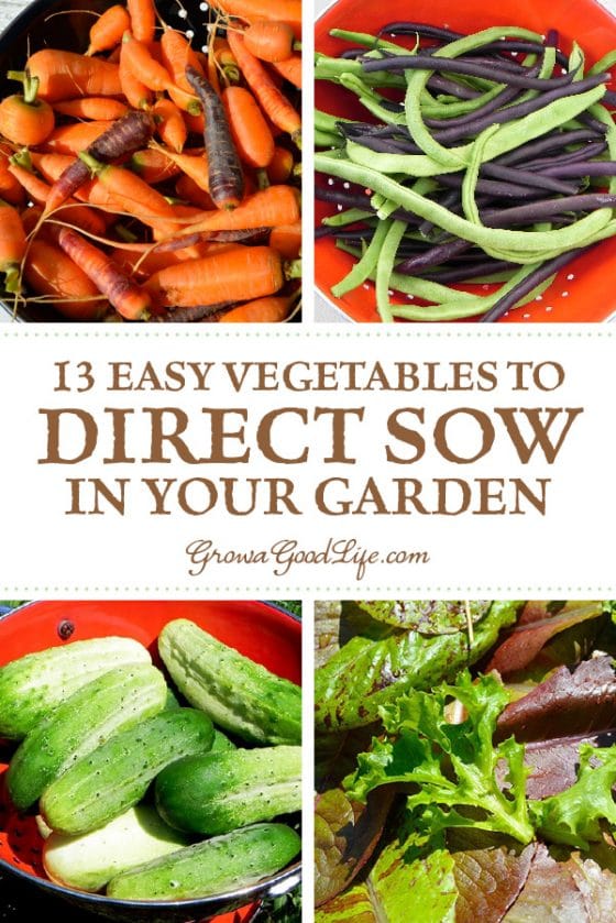 13 Easy Vegetables to Direct Sow