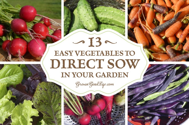 To direct sow your seeds just means to plant your seeds outdoors in the garden instead of starting the seeds indoors under lights. Plants that are either difficult to transplant or don't need extra time to get a jump start can be sowed directly into the ground. Here are 13 easy vegetables to direct sow in your garden.