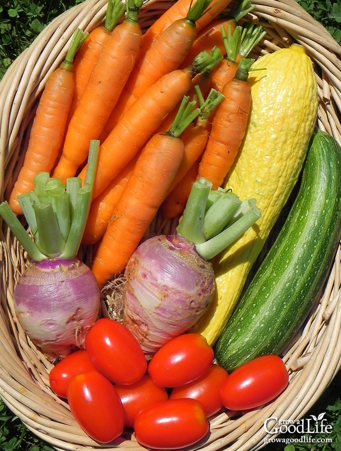 10 Reasons to Grow a Vegetable Garden