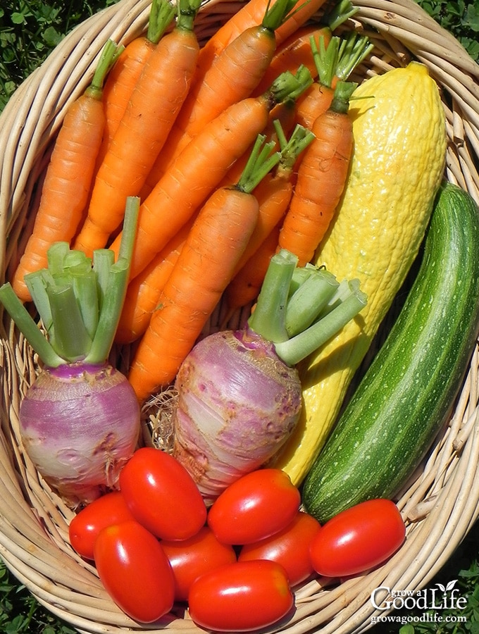 basket of colorful vegetables