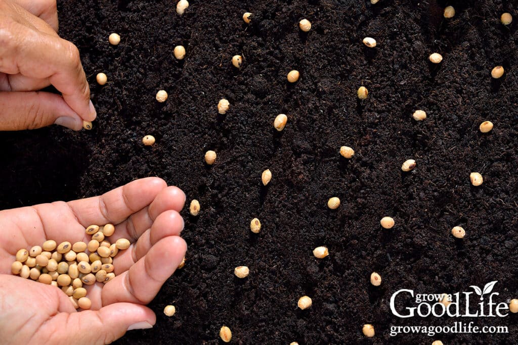 Direct sowing seeds in a grid pattern in a square foot garden.