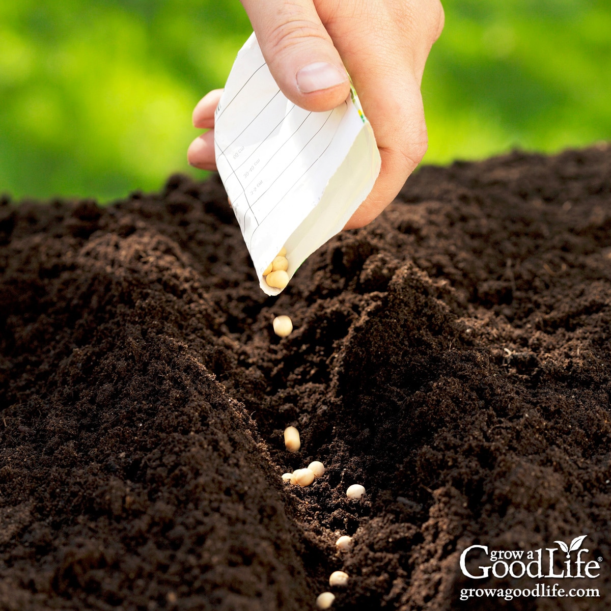 Close up view of a hand planting seeds in the garden.