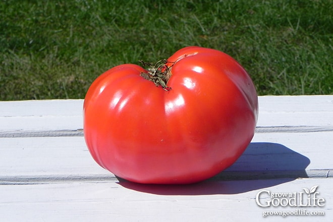 image of a large ripe tomato on a white table