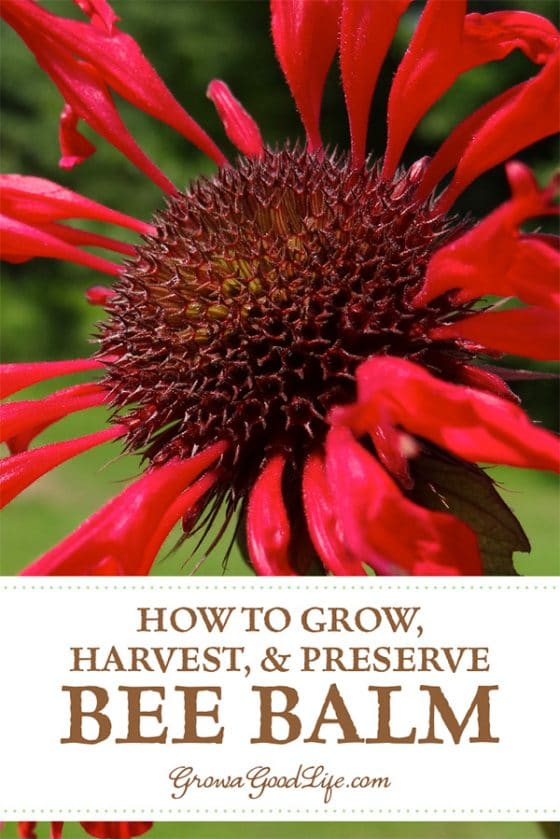 How to Grow, Harvest, and Preserve Bee Balm (Monarda)
