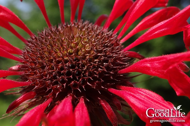 How to Grow, Harvest, and Preserve Bee Balm (Monarda)