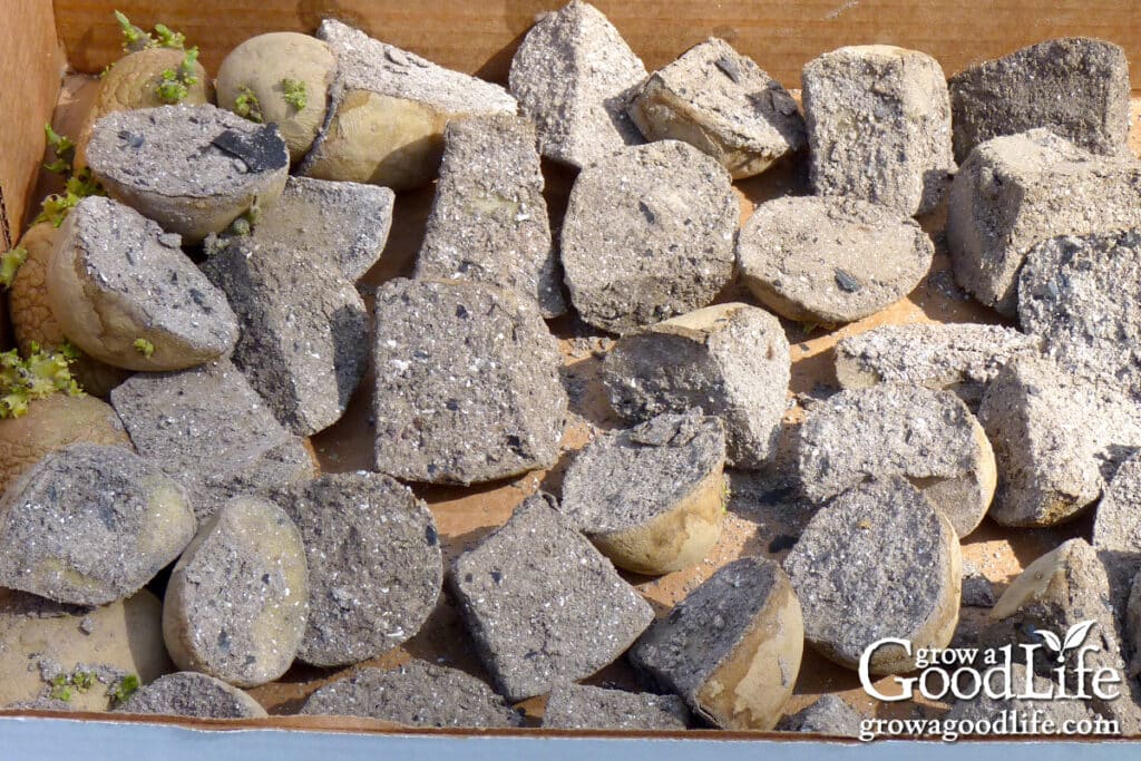 Cut seed potato pieces dusted with wood ash to dry and protect the cut surfaces.