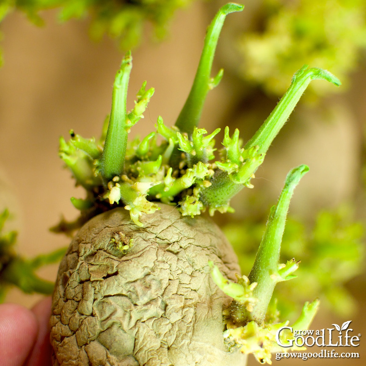 Close-up of a chitted seed potato with stocky green sprouts.