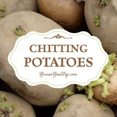 Chitting Potatoes Gives Them a Head Start