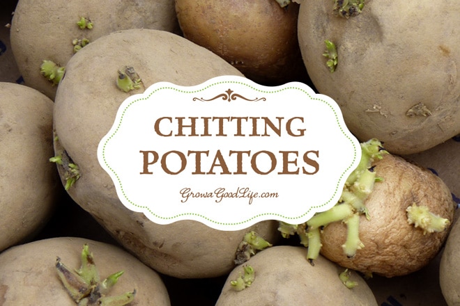 Chitting Potatoes Gives Them a Head Start