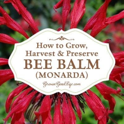 Monarda is a popular perennial plant used in bee and butterfly gardens. It is commonly known as Bee balm and its fragrant blossoms attract bees, hummingbirds, butterflies, and other pollinating insects. Monarda also has a long history of medicinal uses by Native American tribes, American Eclectic physicians, the Shakers, and herbalist.