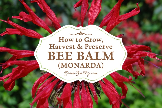 How To Grow Harvest And Preserve Bee Balm Monarda