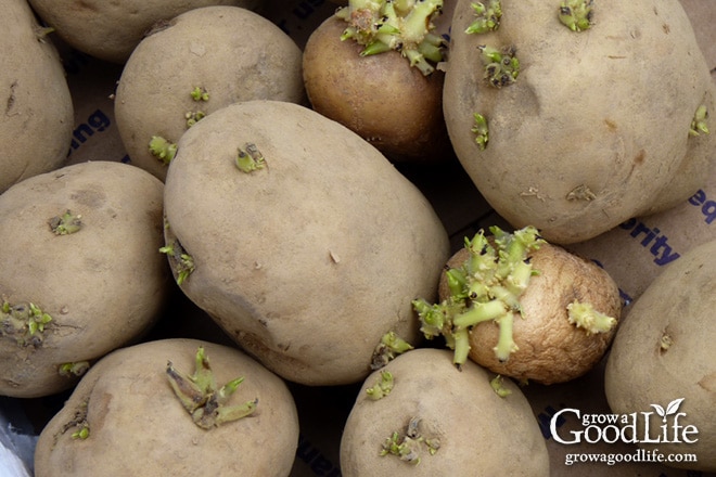 Chitting potatoes is also called greensprouting, or pre-sprouting. Chitting it is a way of preparing potatoes for planting by encouraging them to sprout before planting in the ground. This gives the tubers a head start and encourages faster growth and heavier crops once the seed potatoes are planted.