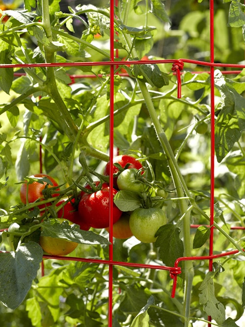 Foldable Tomato Trellis Supports from Gardener's Supply