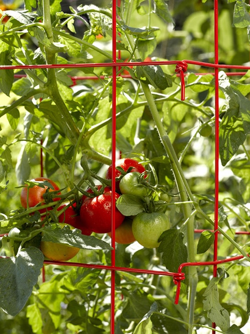 9 Creative Diy Tomato Trellis Ideas