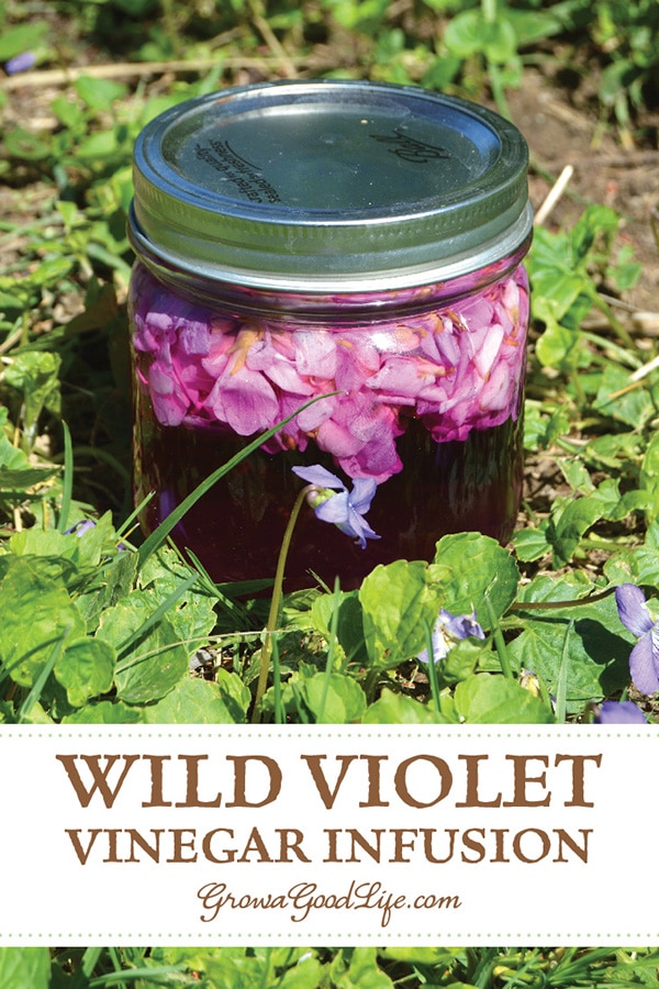 It is easy to make your own wild violet blossom vinegar. See how simple it is to infuse vinegar with a subtle violet sweetness and a purple flush of color.