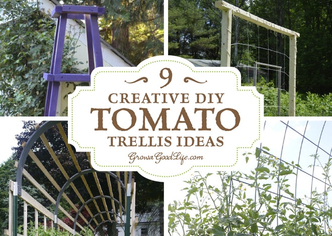 A tomato trellis is a freestanding structure usually made from wood or metal that is used to support the sprawling vines and heavy fruit of the tomato plant. Providing support for your tomato plants helps keep the plants healthy, so they can produce maximum yields. The type of trellis support you will need for your tomatoes depends on the variety you are growing. Read on for some creative DIY tomato trellis ideas.