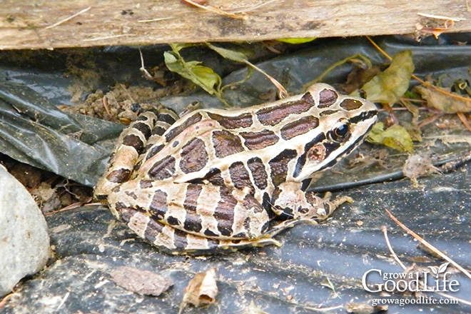 Garden Frogs